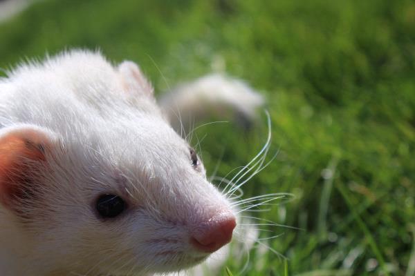 /Images/uploads/Humane Society of Utah/HSUCalendar/entries/661thumb.jpg